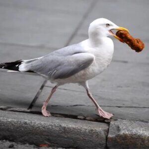 Meet your Posher, Janet